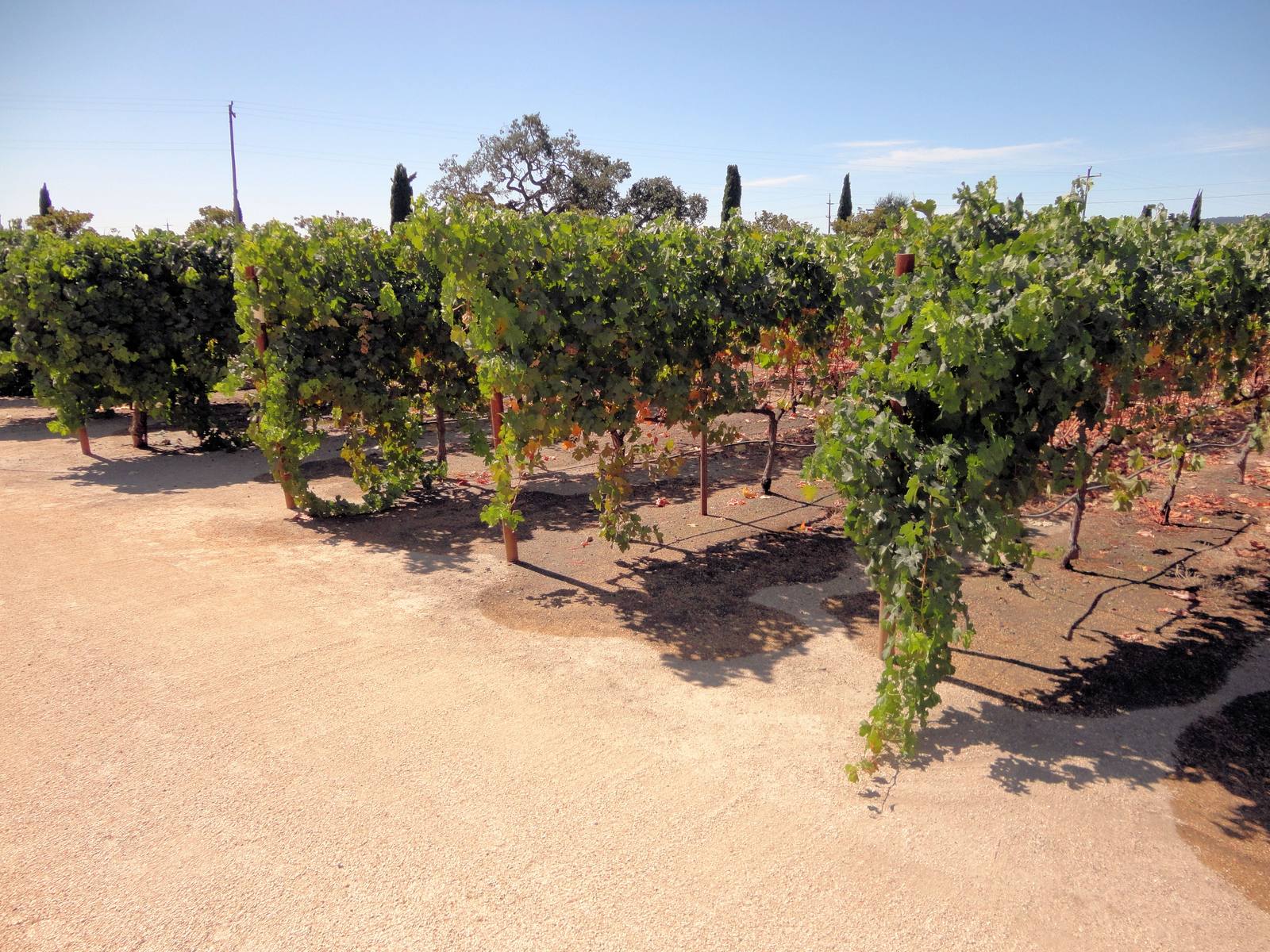 Mature vine rows at Clos du Val Winery in the Napa Valley. The statewide mapping counts every standing block, from bearing vineyards like these to mothballed and abandoned vines that remain in the ground.
