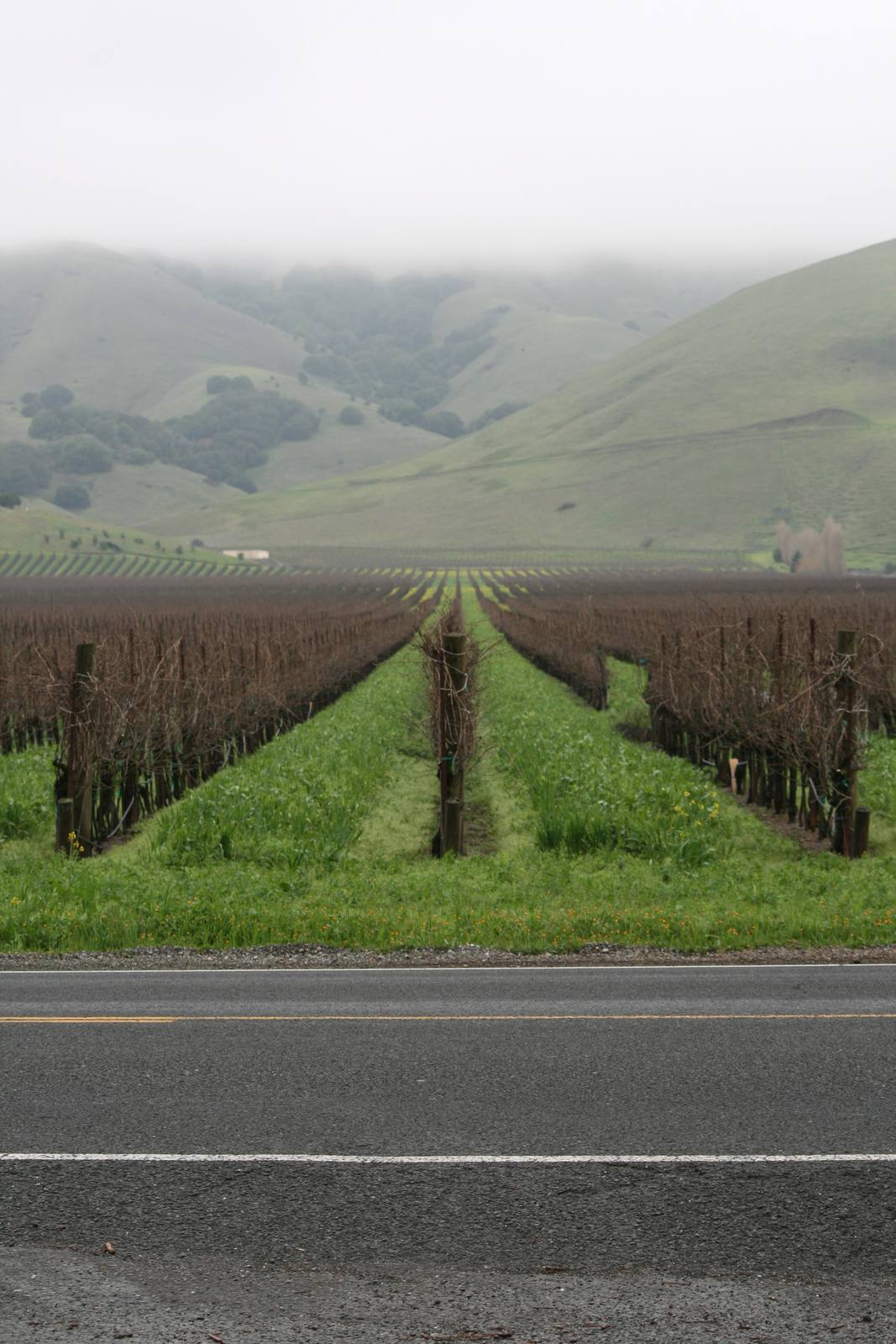 A dormant vineyard with a green cover crop in Sonoma, west of Napa. With the surplus still working through the system, growers across California wine country face the same choice the mapping measures: keep farming, mothball, or pull vines out.