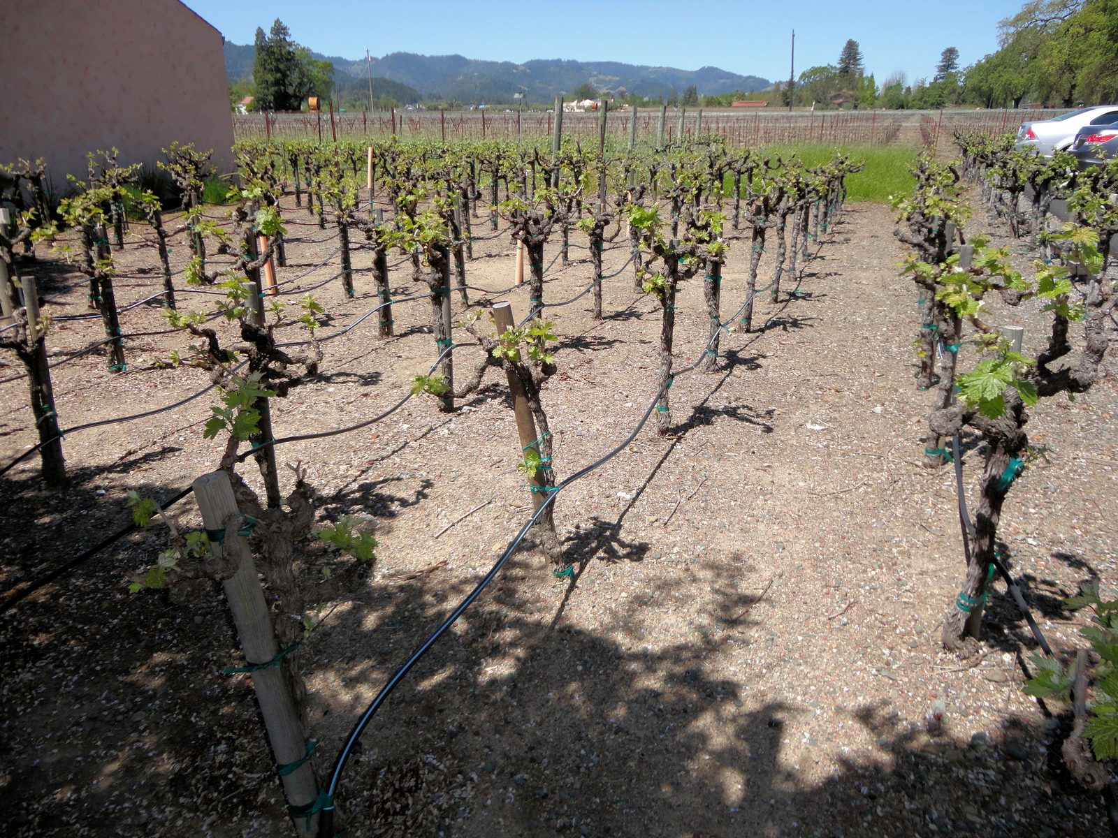 California Growers Pulled Up 47,229 Acres of Vines in a Year, New Mapping Finds