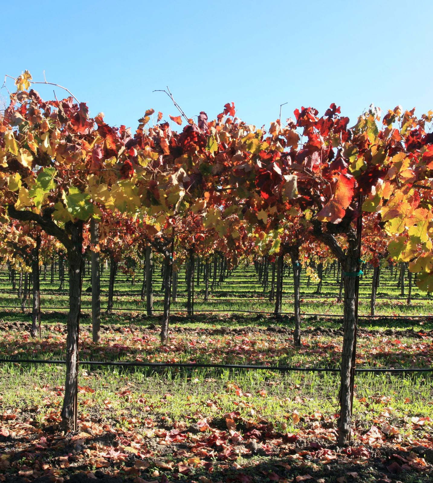 A whiplash season of warm March heat and a wet spring set up the earliest pick in Chandon's 53-year history.