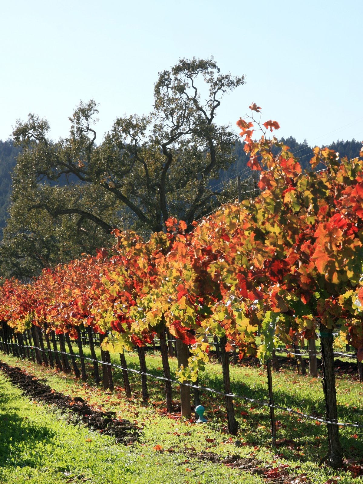 Chandon Calls Earliest First Pick in 53 Years