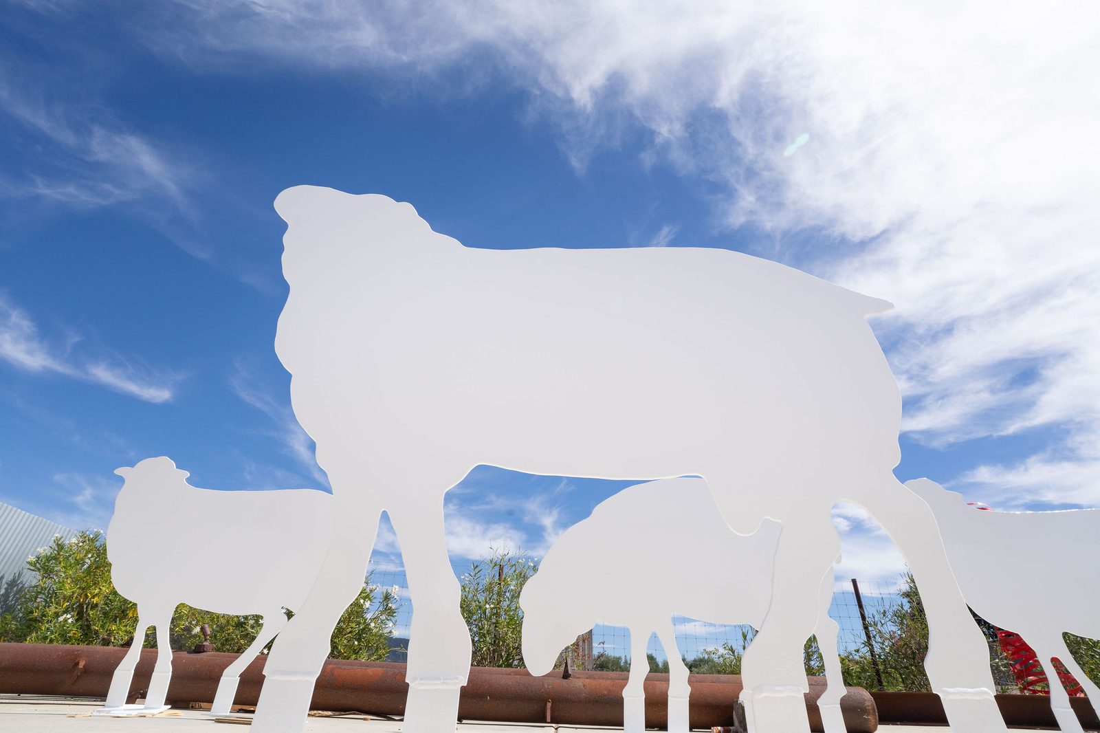 Di Rosa’s Restored Sheep Come Home to Carneros With an Oct. 25 Roundup