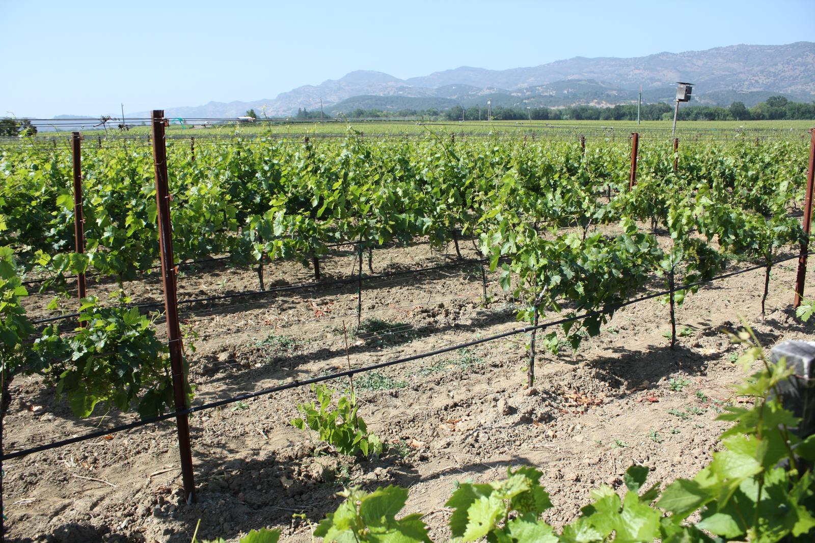 Vineyards in Napa County. The Geological Survey has received no felt reports from Tuesday morning’s quake and issued no alerts.