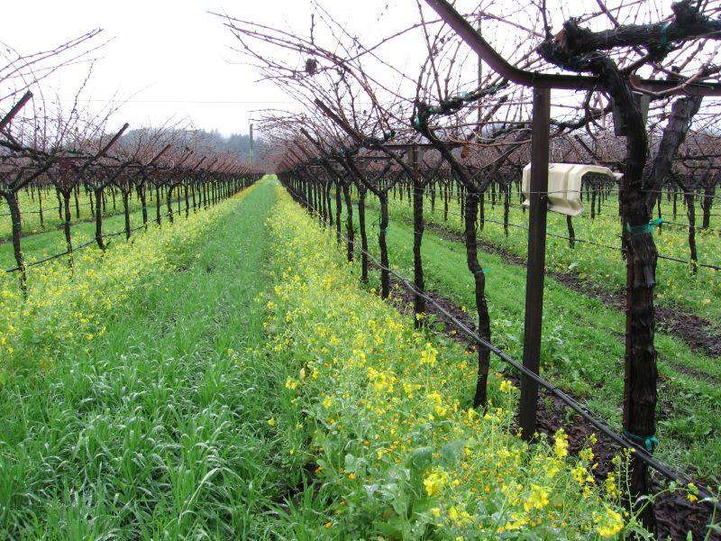 Dormant vines with a winter cover crop in a Napa Valley vineyard.