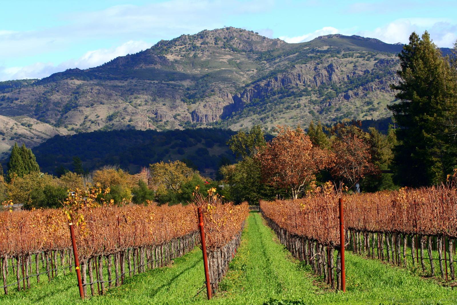 Autumn color settles over Napa Valley vineyards. The Weather Service forecast shows relief arriving Friday, with highs easing into the low 80s before a cooler weekend.