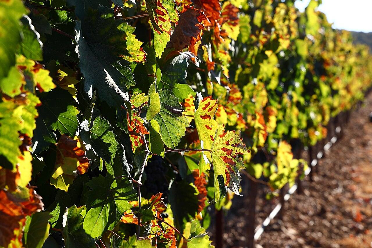 Autumn color moves through the vines; Howard Pierce on the people behind the harvest.