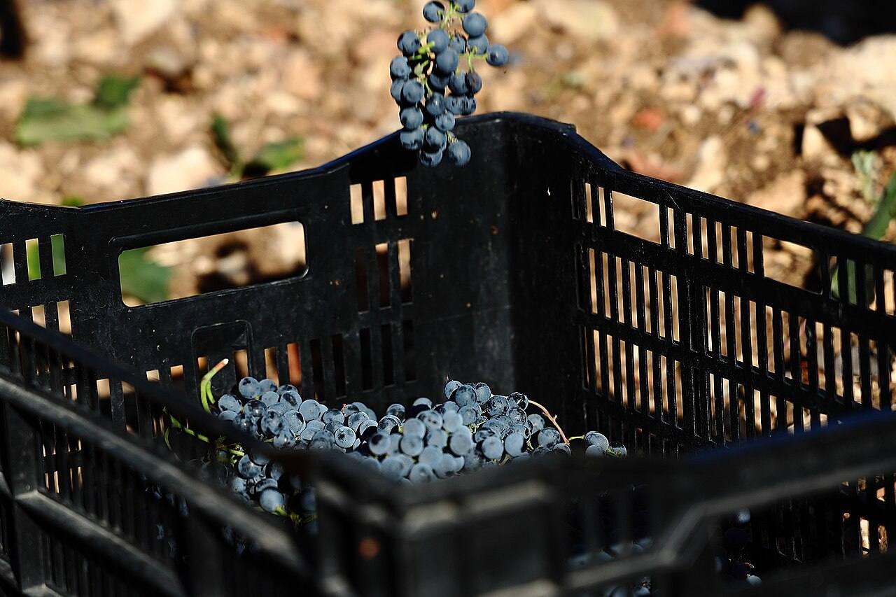 Grapes drop into a harvest crate; this year's harvest started weeks early.