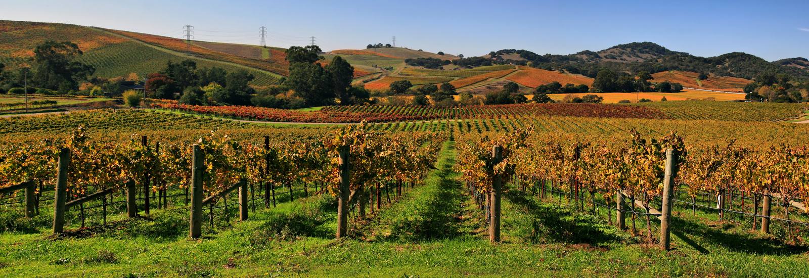 The 663 certified acres span Oakville, Rutherford and Howell Mountain.