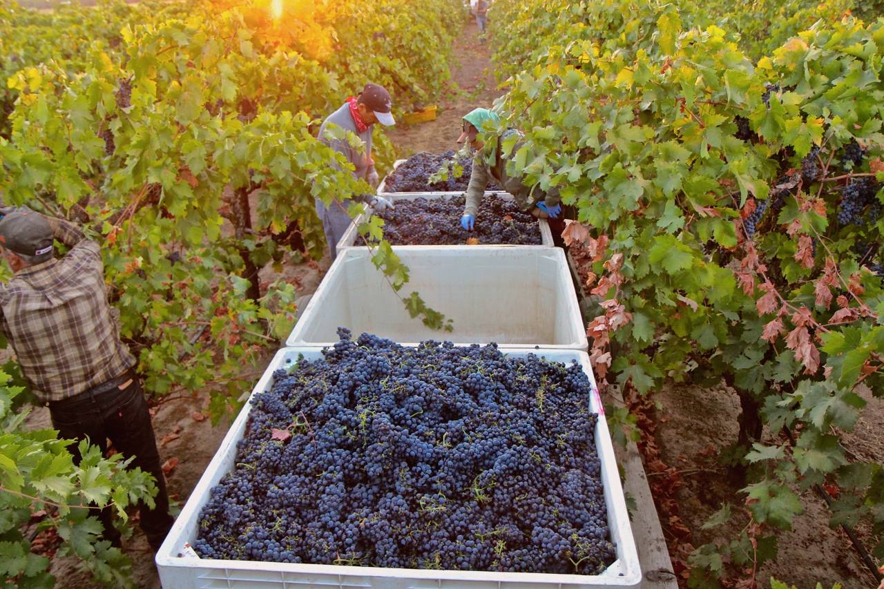 Workers fill bins during a Zinfandel harvest at sunrise; the grower-funded partnership dates to 2002.