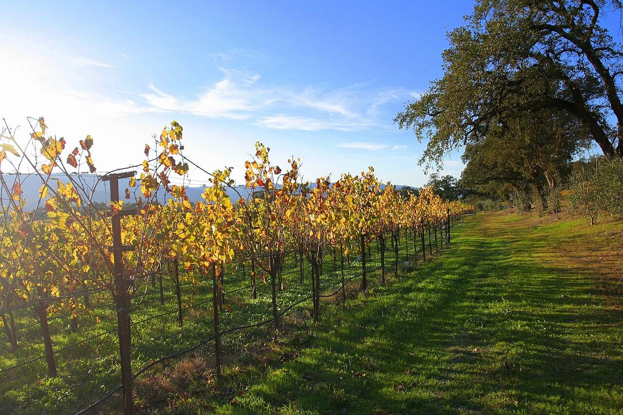 Vineyard rows with irrigation tubing; the new fees set a combined $44.44 per acre for growers.