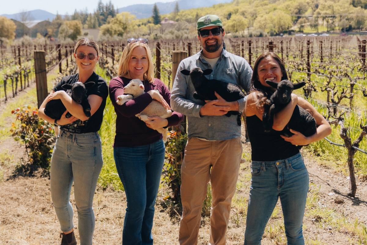 Napa Green team members and member champions holding lambs in a vineyard during an educational workshop for growers. The photograph was distributed with the organization’s Sept. 3 grant announcement; grazing is one of the practices the grant can now fund.