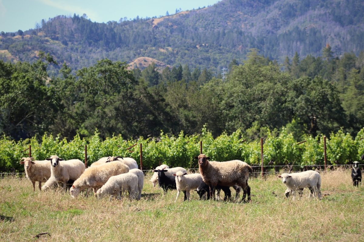 Napa Green Opens Free Carbon Farm Plans as Its $3 Million Grant Reaches Growers