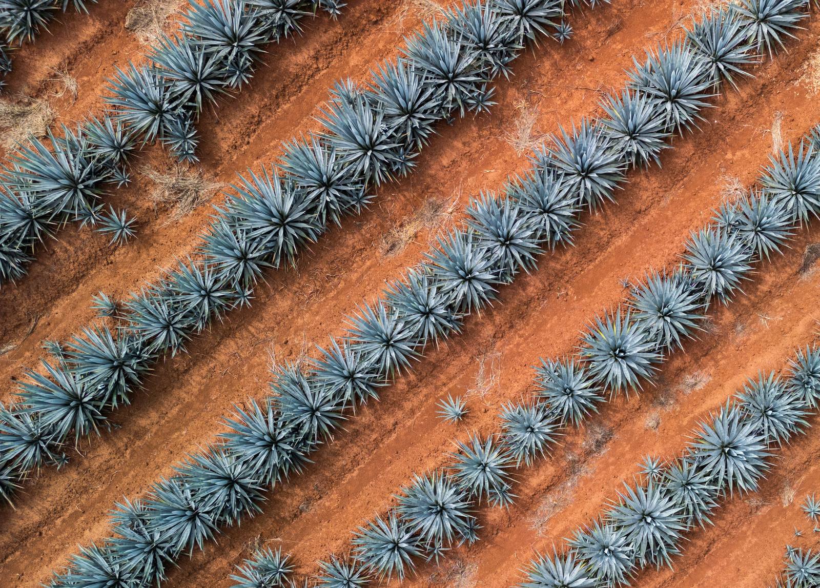 Rows of blue agave seen from above in Jalisco, Mexico, the heartland of tequila. Denomination-of-origin rules reserve the names tequila and mezcal for Mexico, so California producers are building a category that needs a name of its own.