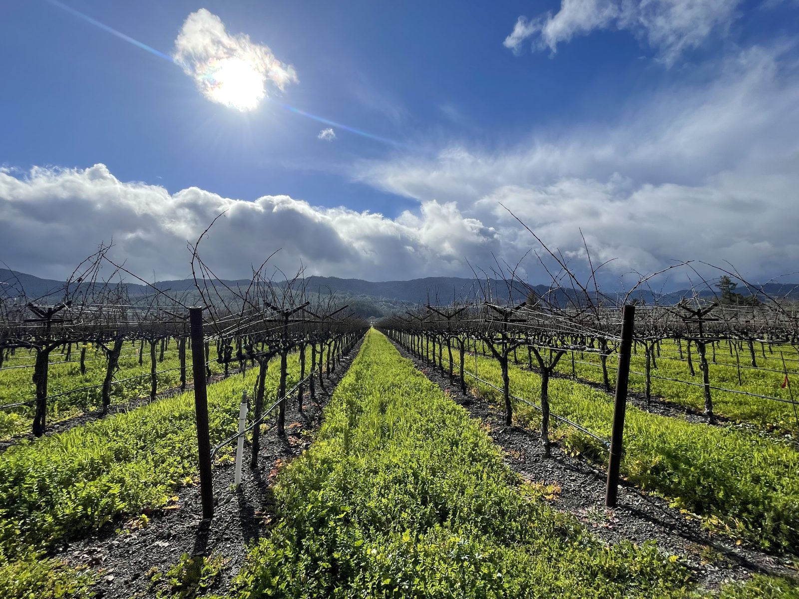California’s Agave Bet Runs Into Napa’s Land Math