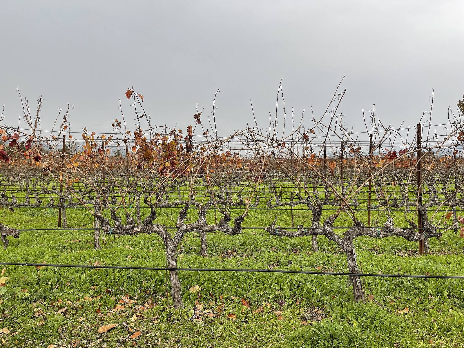 Roughly half of California wineries are operating without a profit, according to Silicon Valley Bank's 2026 wine industry report.