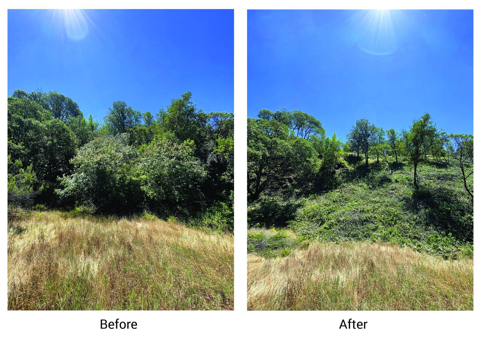 Before and after views of a California Department of Transportation fuels reduction site. The Napa study found that treated areas like this one lose effectiveness without continued maintenance, and that the funding for that upkeep remains fragmented.