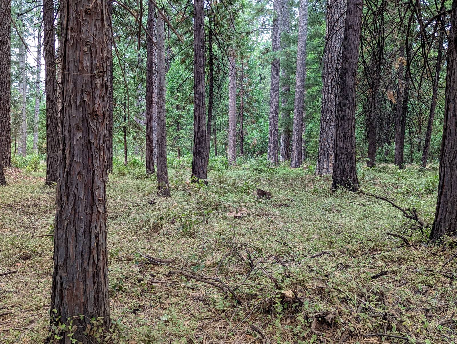 A cleared fuels treatment area runs up to the edge of dense forest in the ‘Inimim Forest project of the BLM Mother Lode Field Office. The Napa analysis counted 54 projects and 99 treatments in state records, covering roughly 6,200 acres.