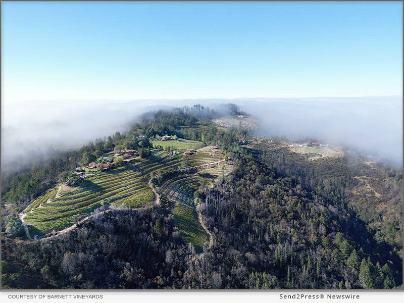 Barnett Vineyards' mountaintop estate on Spring Mountain, vineyards terraced above the fog line.