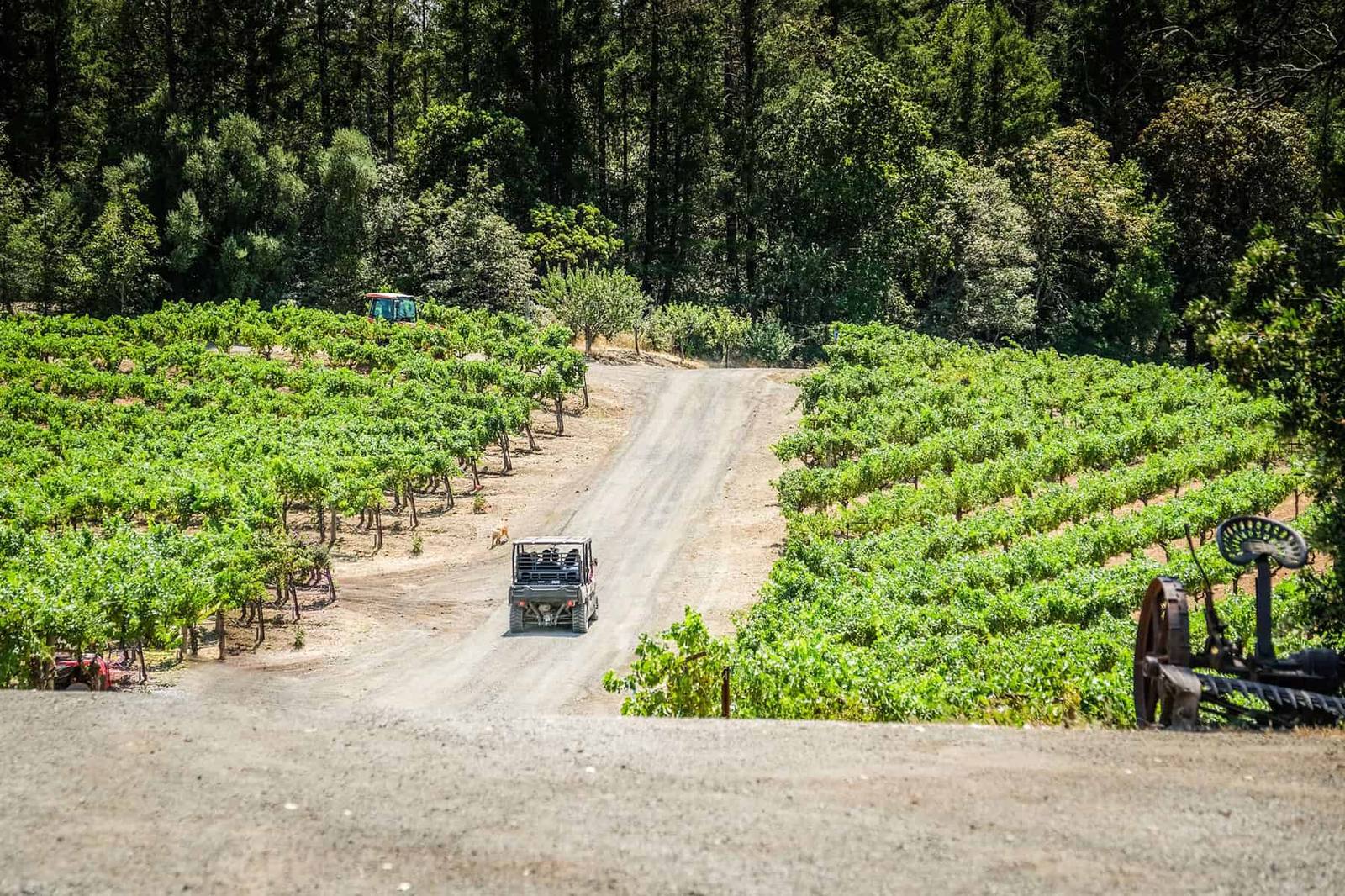 A tour vehicle winds through the estate vineyards of Schweiger Vineyards, 2,000 feet up on Spring Mountain.