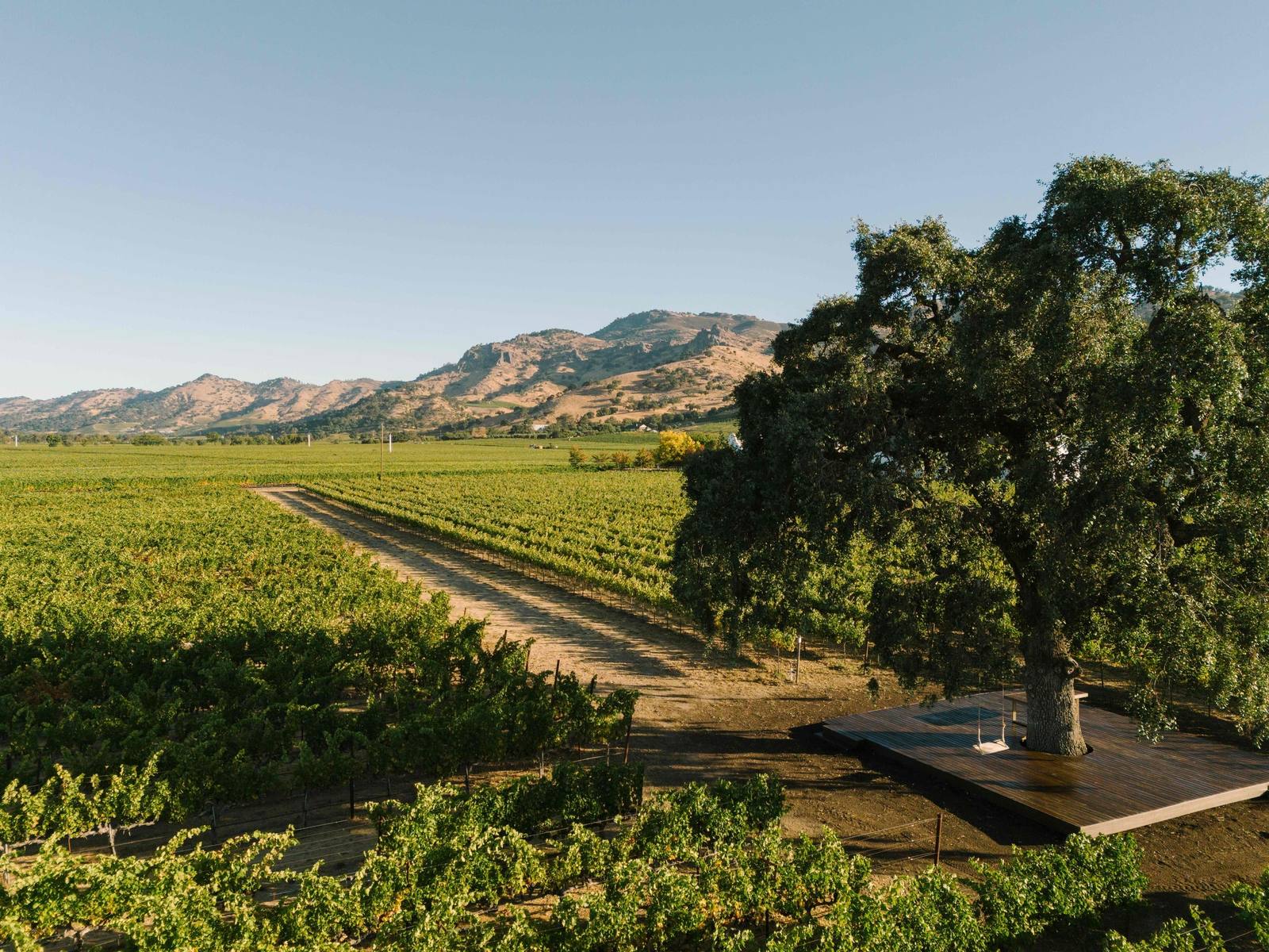 Mustard blooms between the vine rows at Clos du Val's Stags Leap District estate, the Palisades beyond.