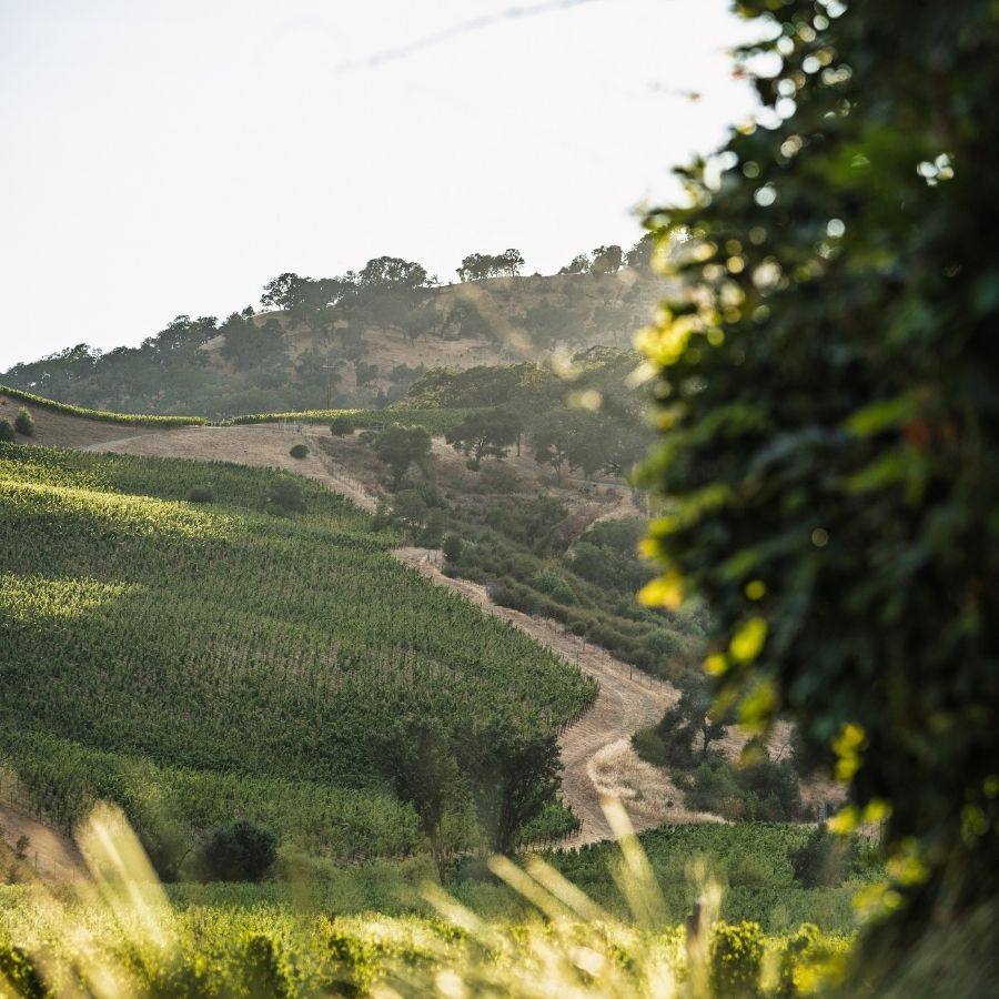 The estate vineyards of Priest Ranch's Somerston Estate in the eastern hills of Napa Valley.