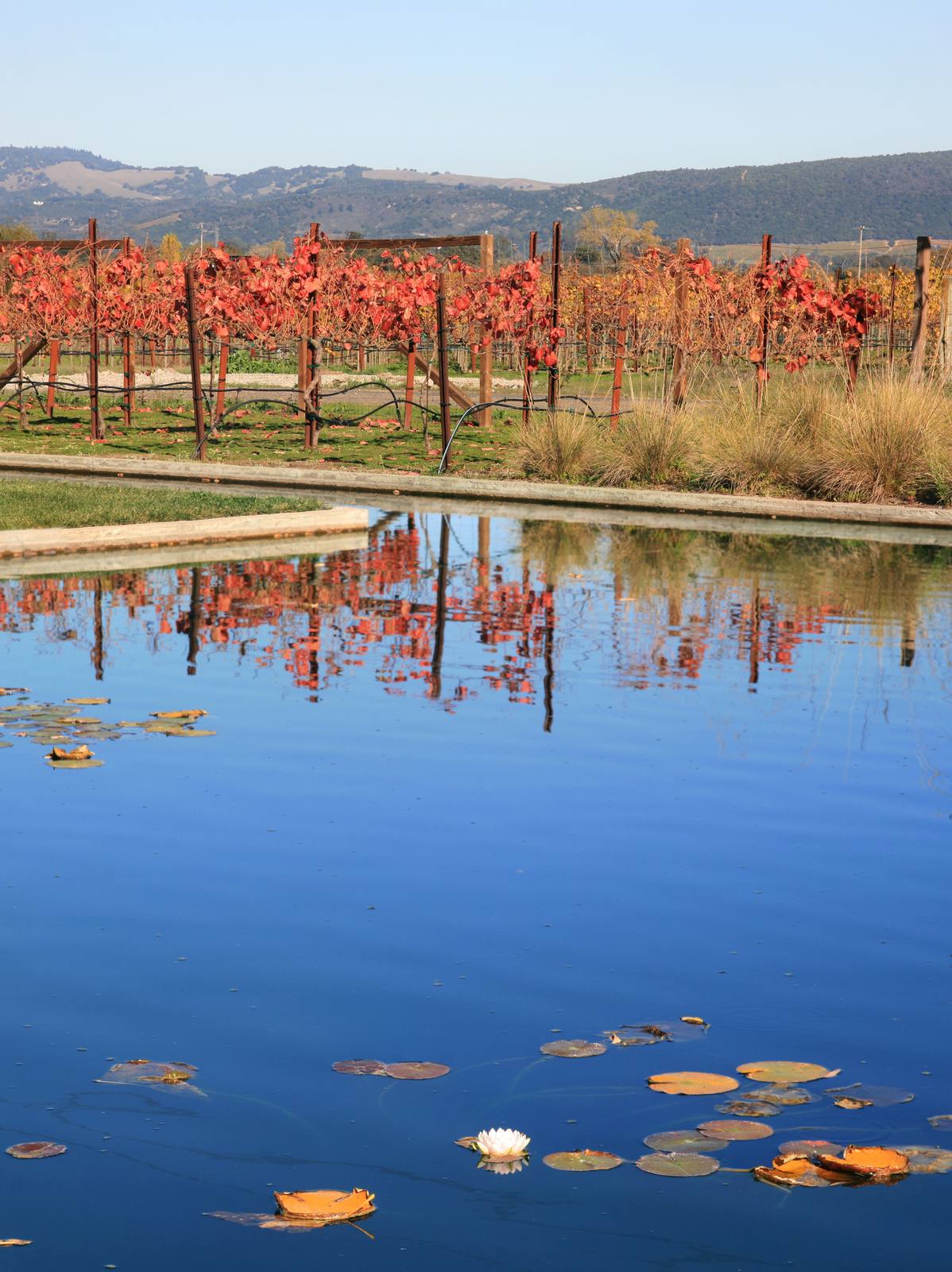 Autumn color in a Napa Valley vineyard. One ROOTSTOCK session pairs UC Berkeley economic research on hours and earnings with worker survey findings on job satisfaction.