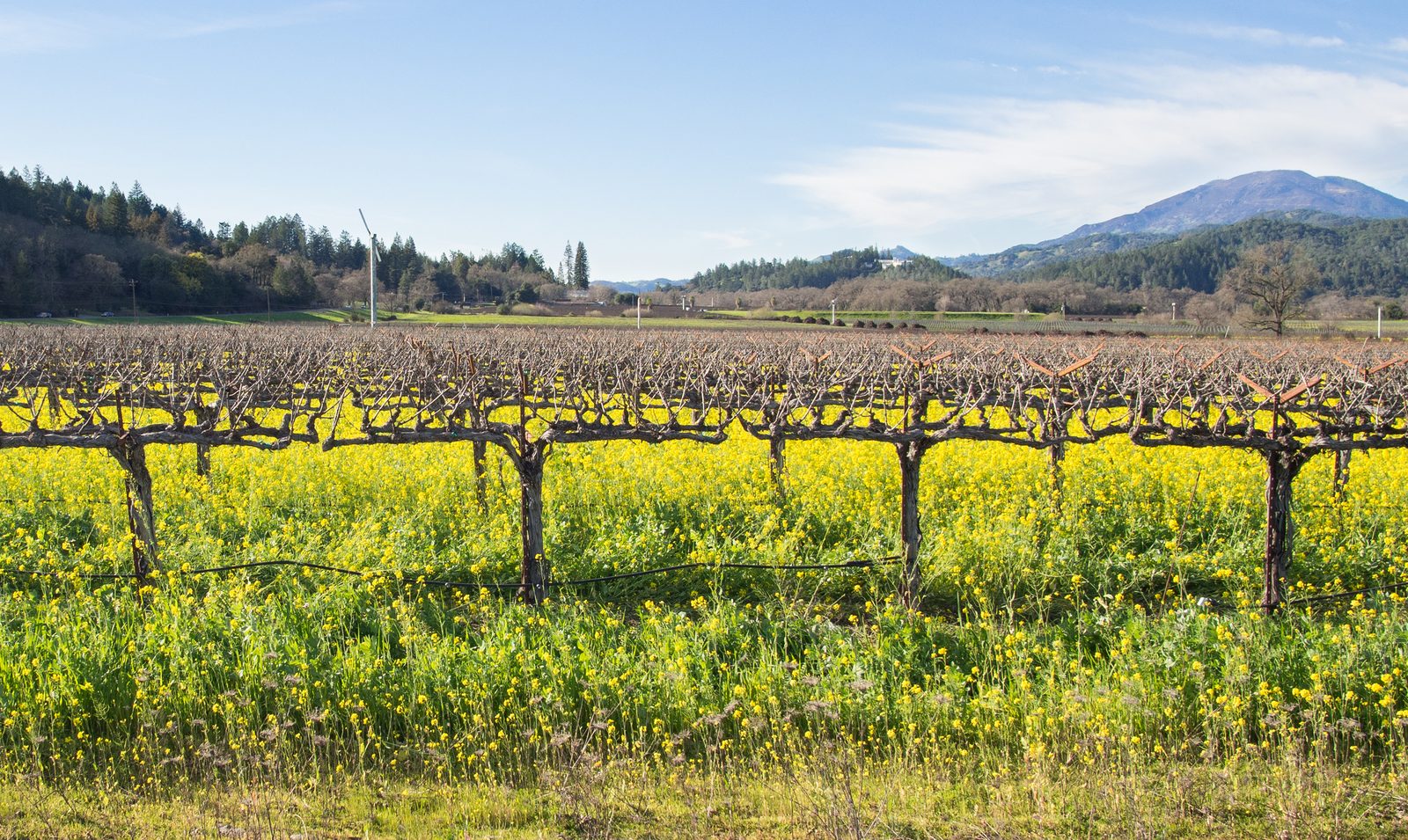 Grapegrowers Put the Vineyard Workforce at the Center of the 2026 ROOTSTOCK Conference