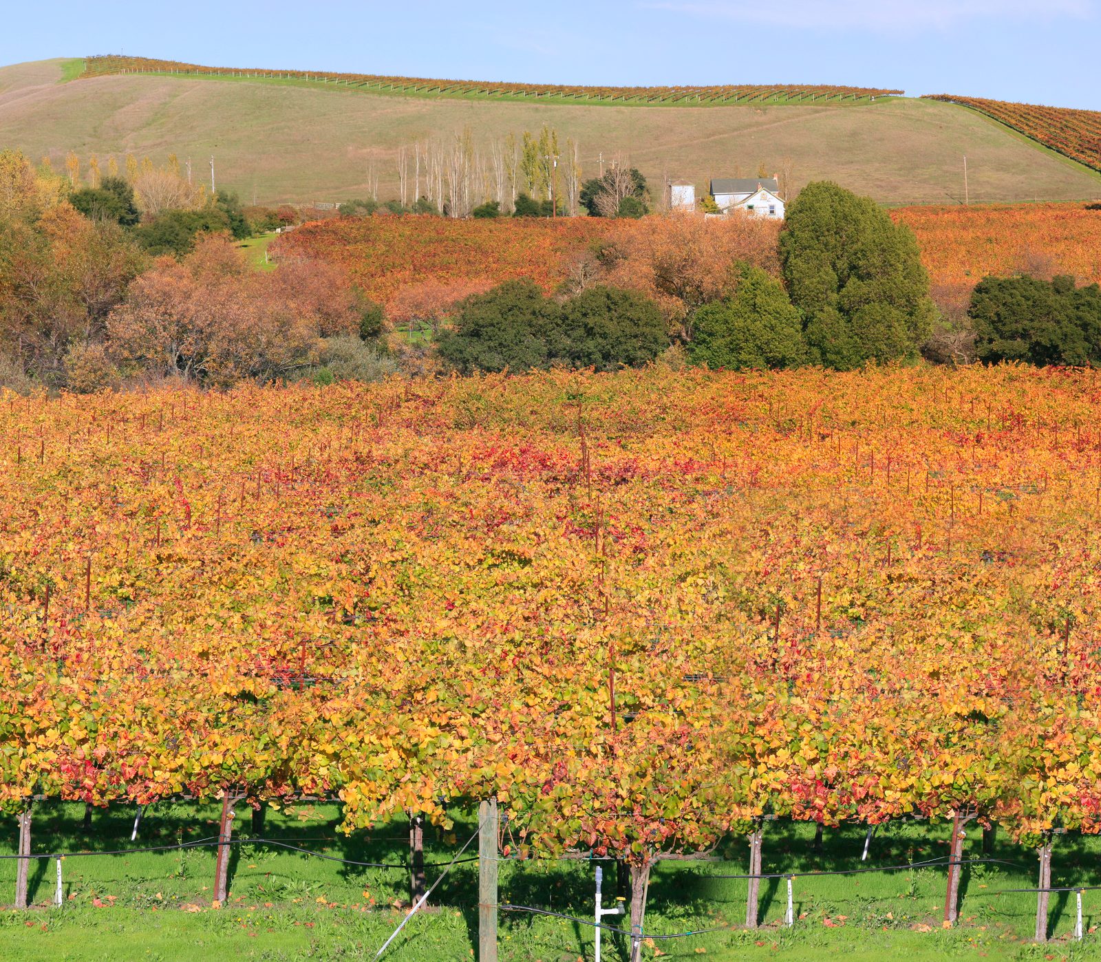 Grapegrowers Put the Vineyard Workforce at the Center of the 2026 ROOTSTOCK Conference