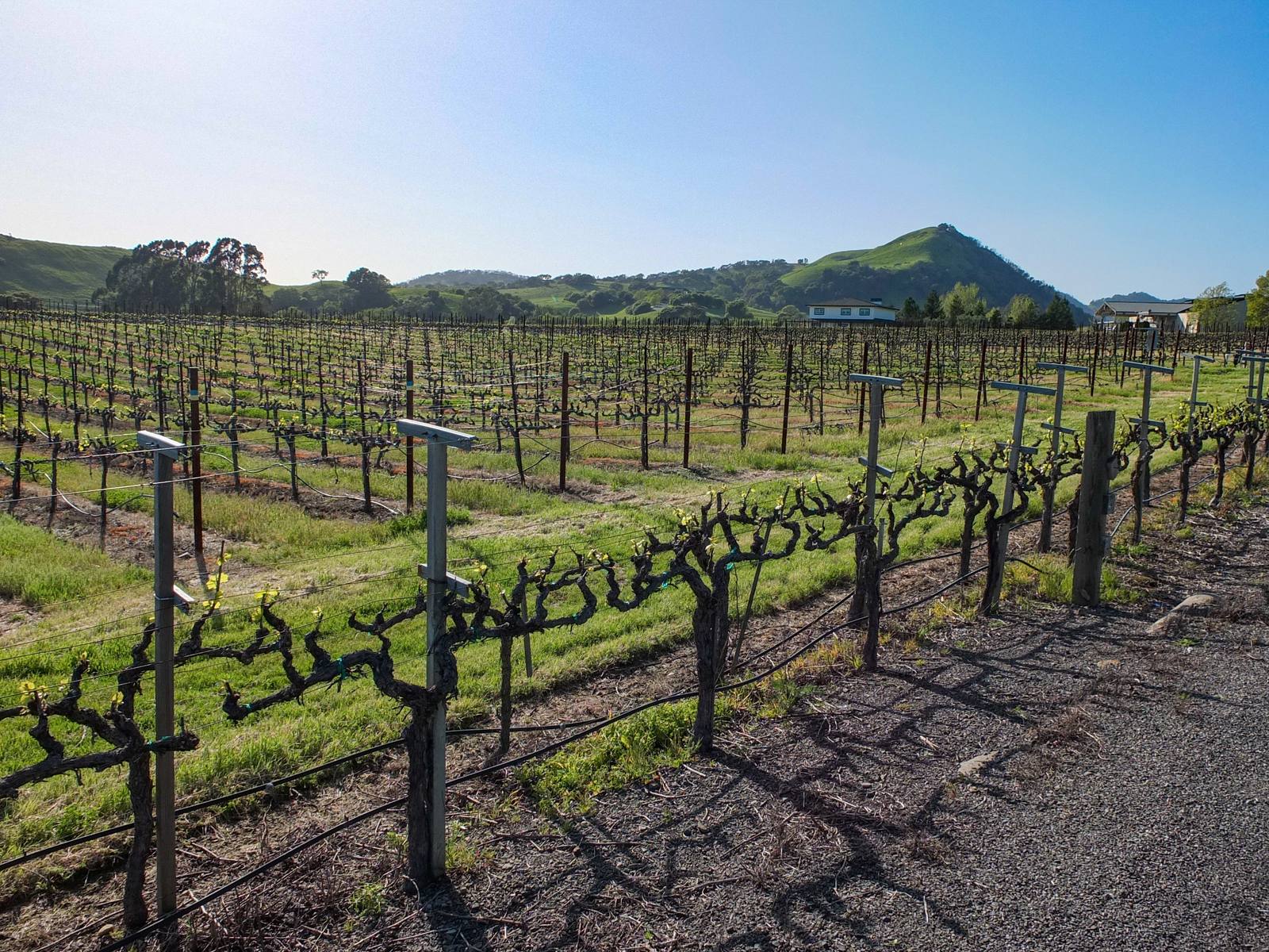 A Napa Valley vineyard in spring. The new $1.2 million round follows a Sept. 1 round of $1.8 million for campus wellness initiatives.