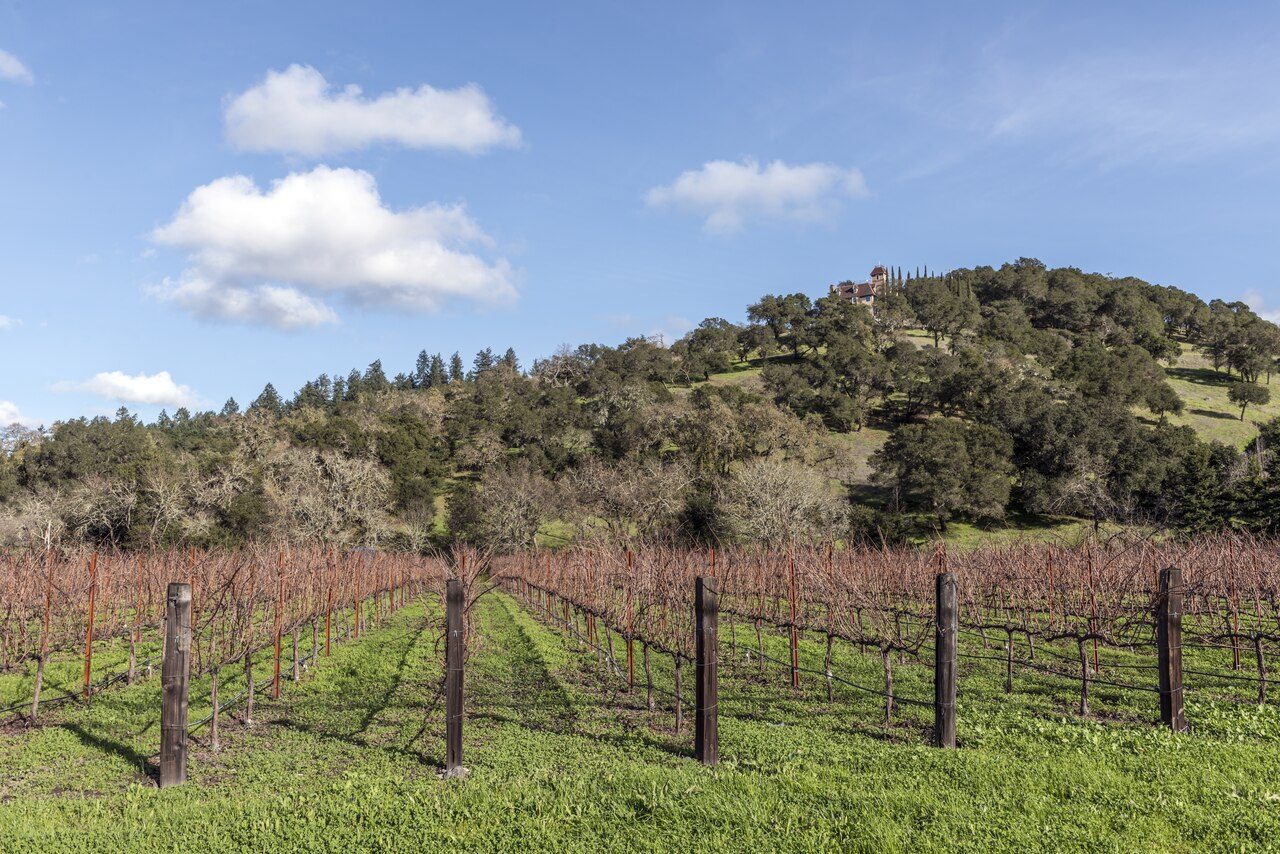 Napa Valley Wine Community Pledges $2.5 Million to Fight Red Blotch Virus
