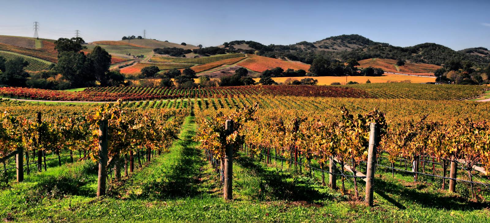 Rows of vines in a Napa Valley vineyard. Napa Valley Vintners says it represents nearly 550 member wineries, and the new law gives them a video option for promoting events at retail premises starting Jan. 1, 2027.