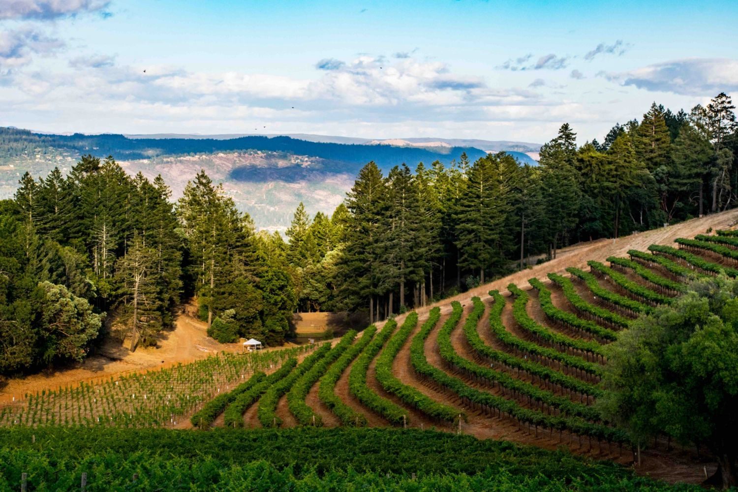 Two Napa Wineries Ask Federal Court to Pause County Enforcement of Winery Rules