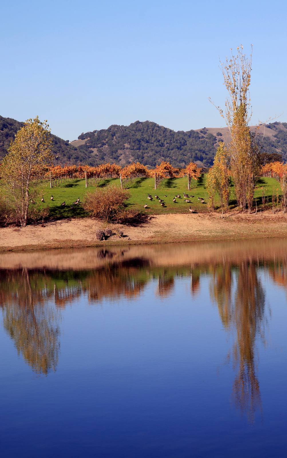 Fall color in a Napa Valley vineyard. Hotel occupancy held at 64.5 percent through August 2026, with the average daily rate up 2.8 percent to $425.69.