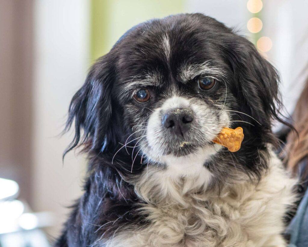 A dog in We Care Animal Rescue’s care enjoys a treat. The St. Helena rescue, now becoming the Jackson Galaxy Project, says it is building a truly cat-centric model of animal welfare.