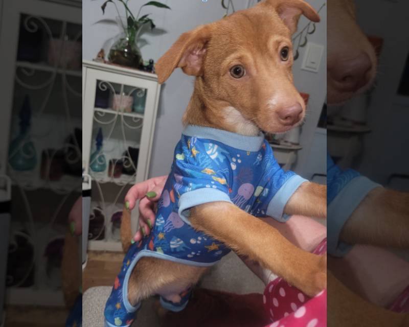 Kirk, a dog rescued by We Care Animal Rescue, after finding a new home. The organization remains the same 501(c)(3) nonprofit as it transitions.