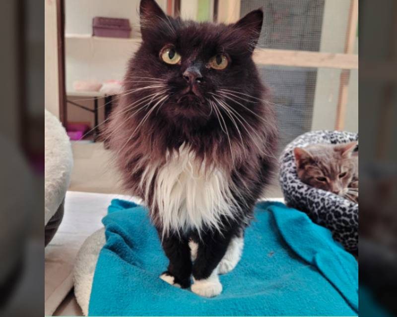St. Helena’s We Care Animal Rescue to Become the Jackson Galaxy Project